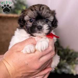 Mickey, Teddy Bear Puppy